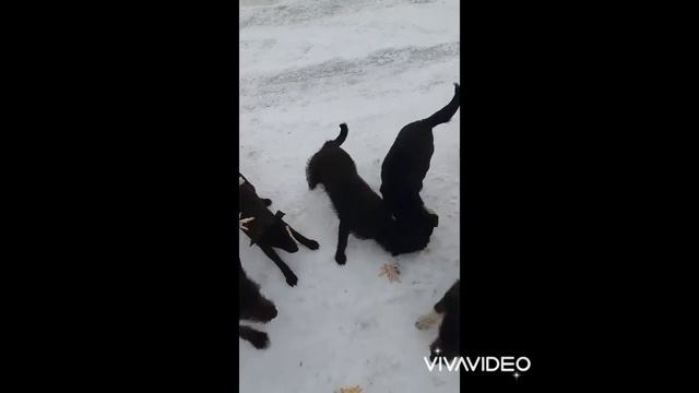 Люди! Помогите бездомным животным. Каждая жизнь ценная. 🤗😘🥰♥️ смотреть онлайн