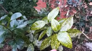 Аукуба японская (Aucuba japonica). Вечнозелёное растение для сада.