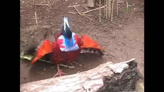 Красивые танцы птиц. Птицы в природе часть2 смотреть онлайн