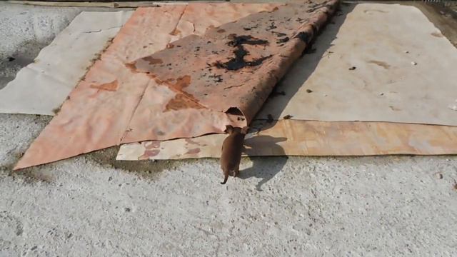 #ЧИХУА МЫ С ДАЙНЕРИС НАШЛИ ГРИБОЧКИ#ПИТОМНИКМАРИМИСТИК#куплючихуапродающенков#ПОРОДАСОБАКЧИХУАХУА смотреть онлайн