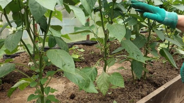 ВЫРАЩИВАЕМ ПЕРЕЦ ОСОБЕННОСТИ УХОДА ЗА ПЕРЦЕМ (27.06.2017) смотреть онлайн