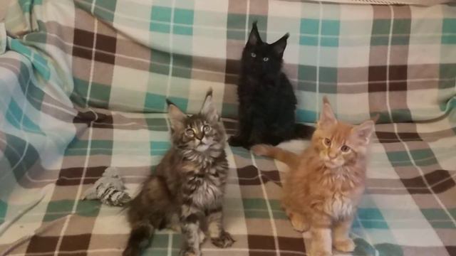 Котята Мэйн кун 2,5 месяца смотреть онлайн