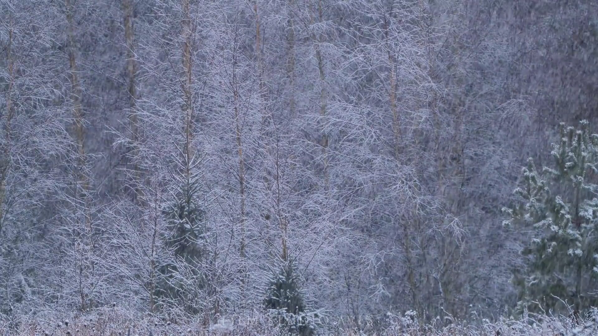 Снегопад в лесу смотреть онлайн