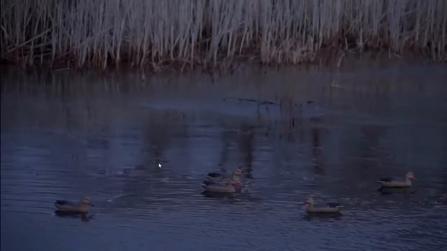 Охота из скрадка с подсадной уткой осенью смотреть онлайн