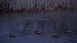 Охота из скрадка с подсадной уткой осенью