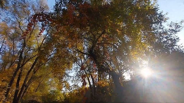 Осень в Алматы | Алматы, утопающий в осенних красках | Алматы октябрь 2022 | Almaty | Kazakhstan смотреть онлайн