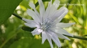 2 марта День Федора. Что нельзя делать в День Федора 2 марта . Народные традиции и приметы.