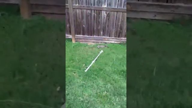 wet squirrel stab смотреть онлайн