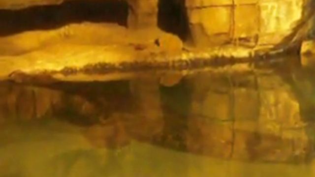 LE CROCODILE AU ZOO D'AMNEVILLE смотреть онлайн