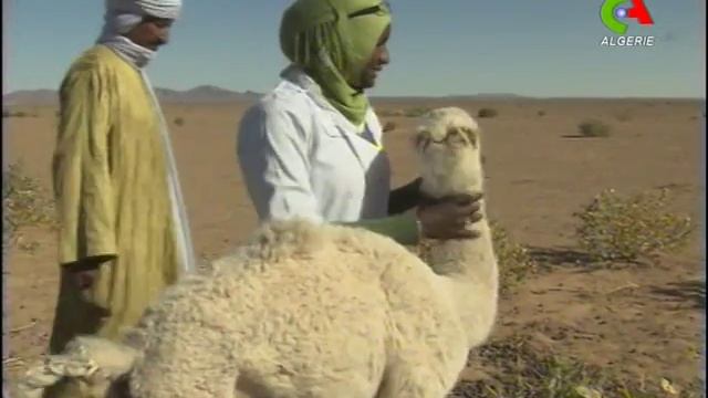 oued Amdid, tamanrasset смотреть онлайн