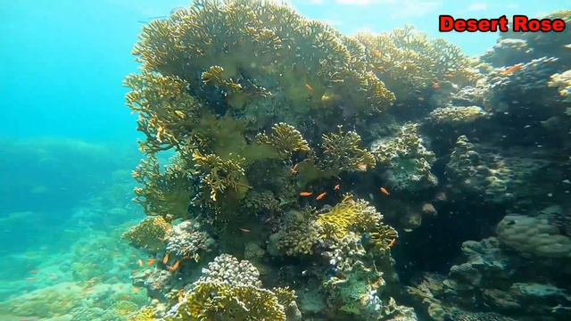 Marsa Alam, Port Ghalib, Diving 2021. Марса Алам, Порт Халиб, дайвинг 2021.