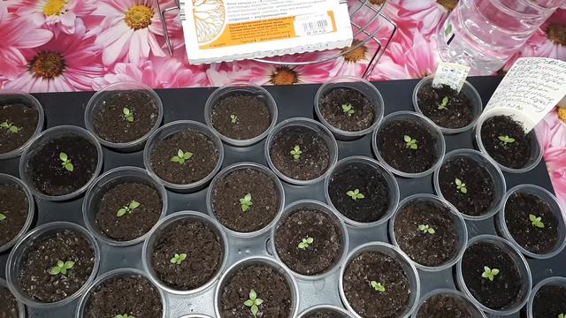 Эустома из домашних семян. Вторая подкормка (витаминами В1 В6 В12) после пикировки. Серия 9. смотреть онлайн