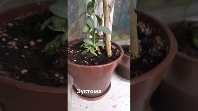 цветет эустома смотреть онлайн