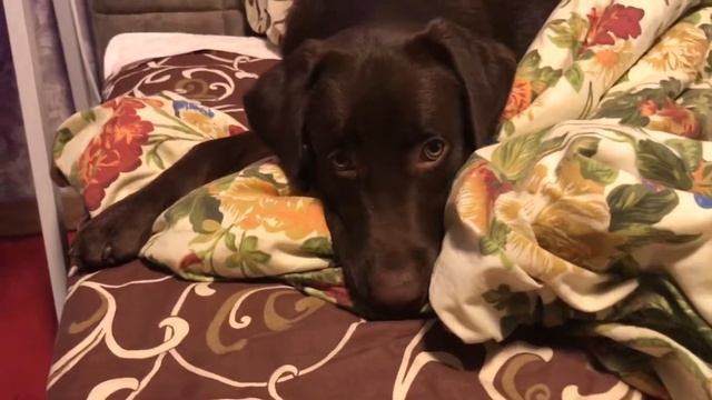 Лабрадор в кровати. Лабрадор в квартире. Шоколадный лабрадор. Приколы про собак смотреть онлайн