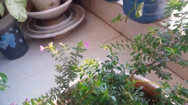 Mexican Heather/Cuphea hyssopifolia| Grow & Care смотреть онлайн