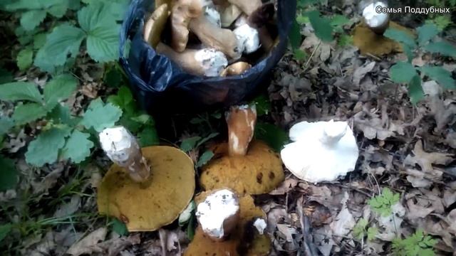 Громадные белые грибы Сбор грибов смотреть онлайн