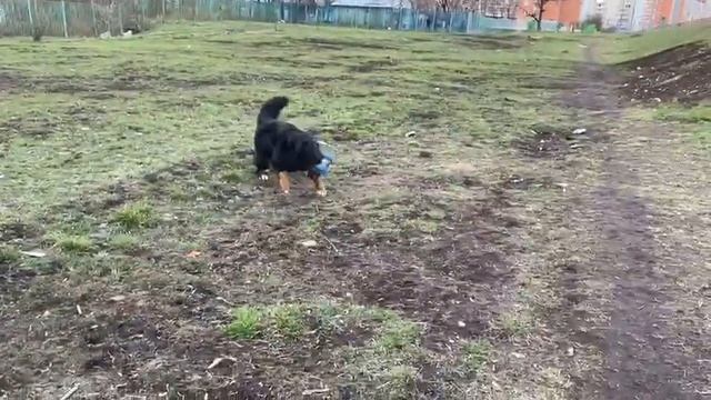 Обучение собаки команде "Апорт". смотреть онлайн