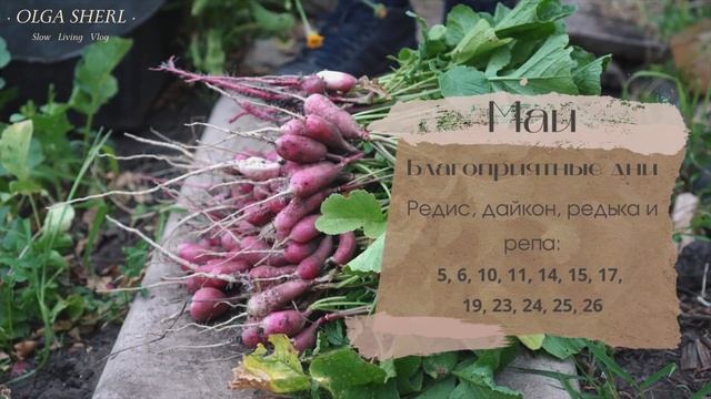 Когда Сеять Редис, Дайкон, Редьку и Репу по Лунному Календарю в 2022 году? смотреть онлайн