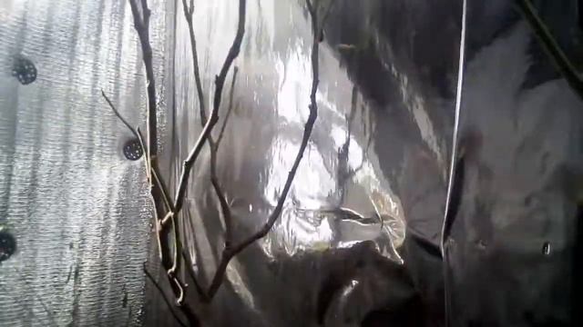 Солнечный вегитарий 2019 02 17 смотреть онлайн