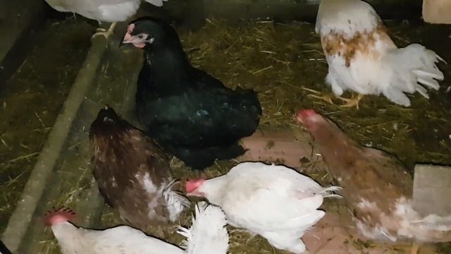 Гадание с черной курицей смотреть онлайн
