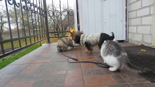 КОТ МАЛЫШ И КОШЕЧКА МУРКА ИГРАЮТ с кроликом БАФФИ МИЛАФИ и щенком ПУПСЕЙ на улице! и СОЧИНЯЮТ ПЕСНЮ смотреть онлайн