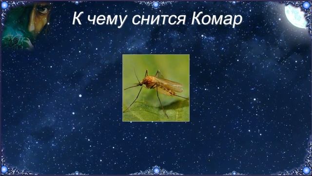 К чему снится Комар (Сонник) смотреть онлайн