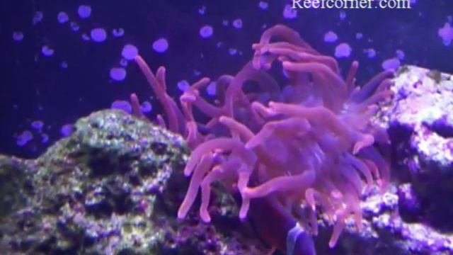 Rose Bubble Anemone смотреть онлайн