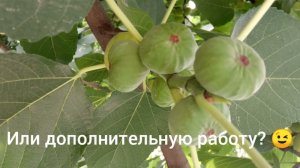 Черный Принц! Супер сорт! Укрытие, полив, удобрение инжира. Гибрид Кадоты, Абхазский инжир