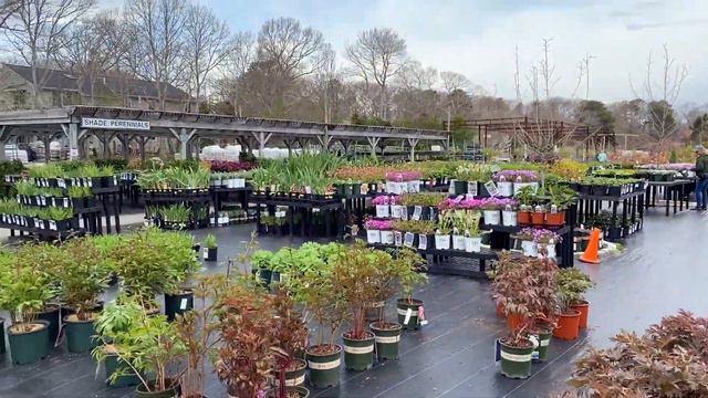 Воскресный Влог : Селедка идет на нерест +новости моего сада+ что стало с пересаженной фиалкой и .. смотреть онлайн