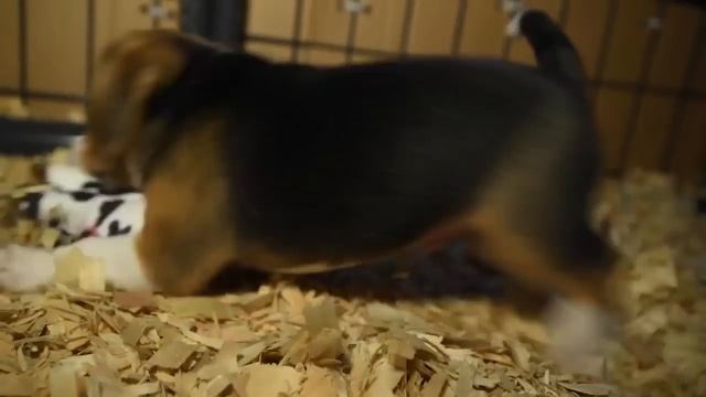 Beagle-mania continues! Updates on the 4,000 beagles смотреть онлайн