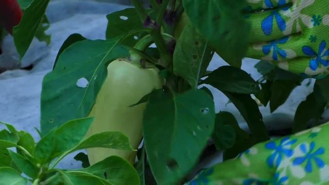Природное земледелие. Наши перцы на агроволокне 19.07.2017 (укр) смотреть онлайн