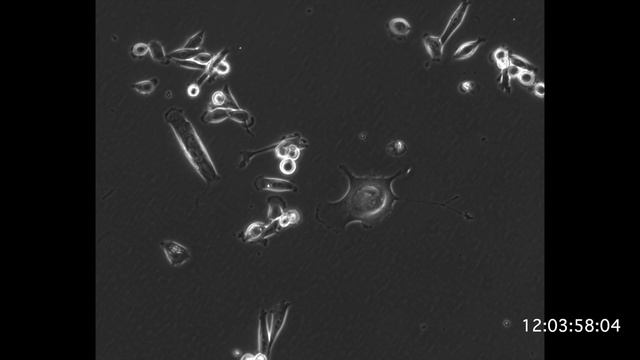 MDA-MB-231 48 hours treatment of Inonotus obliquus смотреть онлайн