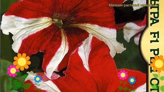 Петуния гибридная крупноцветковая Ультра F1 Ред Стар. Краткий обзор, описание характеристик petunia смотреть онлайн