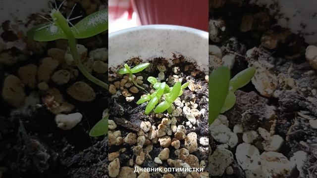 Кирпиченкова Людмила