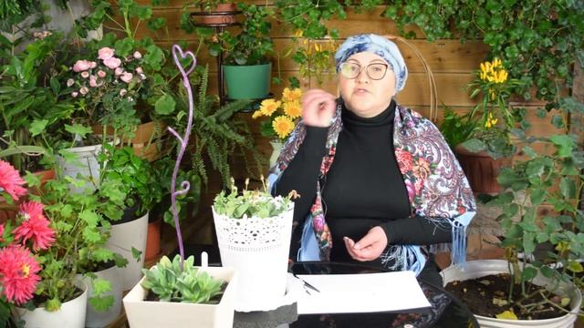 Как собрать семена эустомы после цветения смотреть онлайн