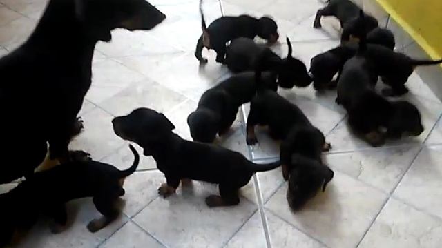 BASSET MILLY E SEUS 9 FILHOTES смотреть онлайн