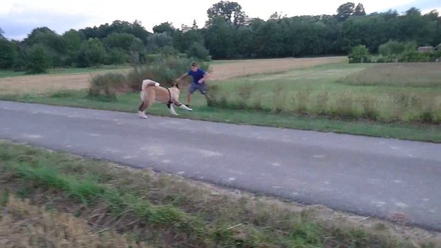 Маленькая лошадка /American Akita 8,5 месяцев смотреть онлайн