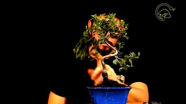 Bonsai Design Quercus Suber Shohin