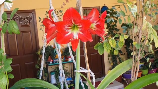 How to grow and care Amaryllis lily |Perennial flower|Holiday flower|Valentine Flower смотреть онлайн
