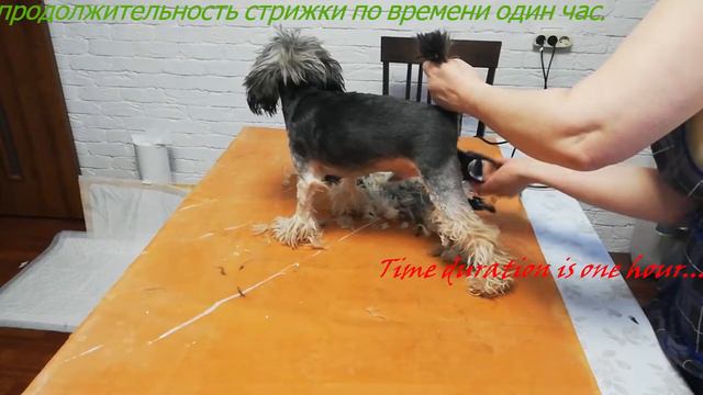 2 ч. стрижка собаки. Продолжение. Мои любимые питомцы. Собаки и кошка. смотреть онлайн