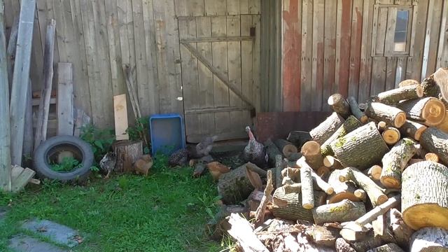 Белорусская деревня без прикрас, время заготовок на зиму. Belarus village life смотреть онлайн