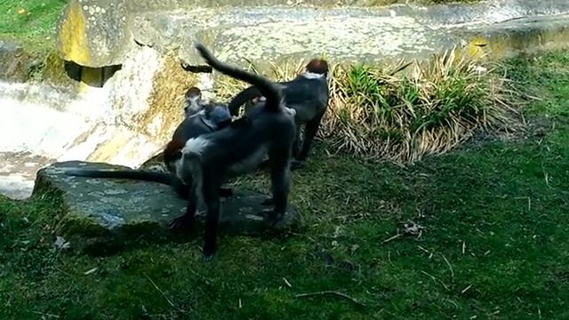 Красноголовый мангобей, воротничковый, или беловоротничковый мангабей Cercocebus torquatus lunulatu смотреть онлайн