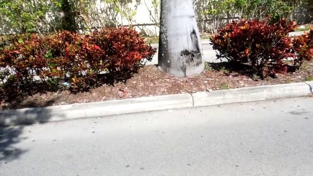 Пальмы и их строение.