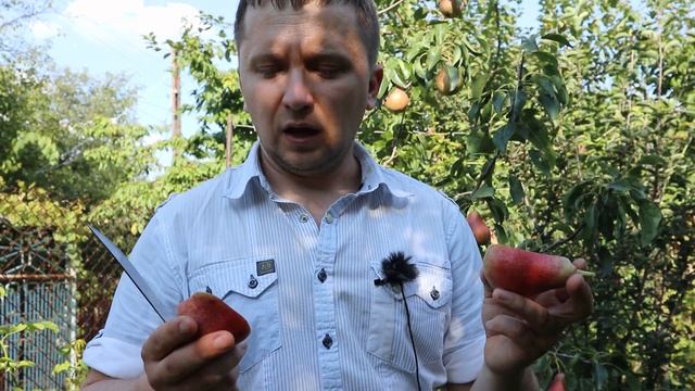Груша с розовой мякотью, сорт Свадебная. Супер груша с осенним плодоношением. смотреть онлайн