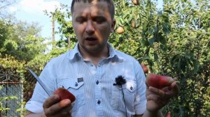 Груша с розовой мякотью, сорт Свадебная. Супер груша с осенним плодоношением.