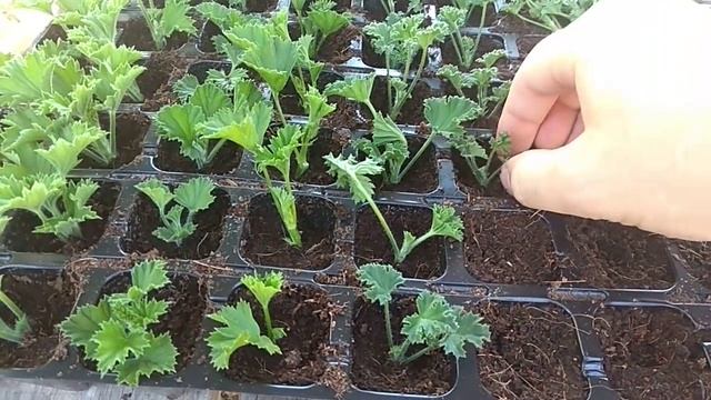 ЗАСТАВЛЯЮ ПЕЛАРГОНИЮ ПУСКАТЬ КОРНИ. смотреть онлайн