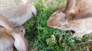 Кролики едят ботву от моркови