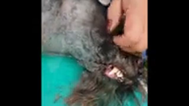 Груминг керри блю терьера для начинающих. Часть 8. Чистка зубов. смотреть онлайн