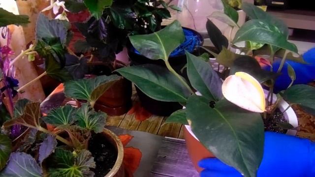 Обзор комнатных цветов. Май.