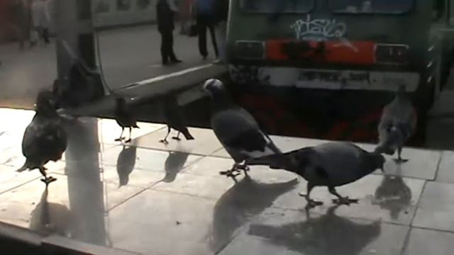 Птицы на Курском вокзале Сентябрь, 2014 смотреть онлайн